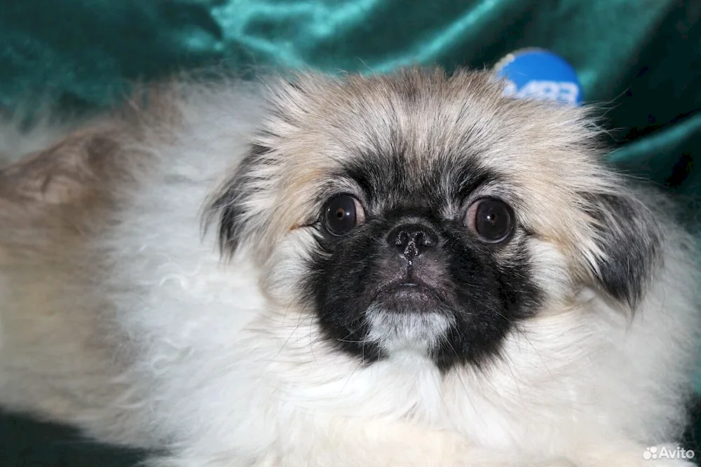 Pekingese pale