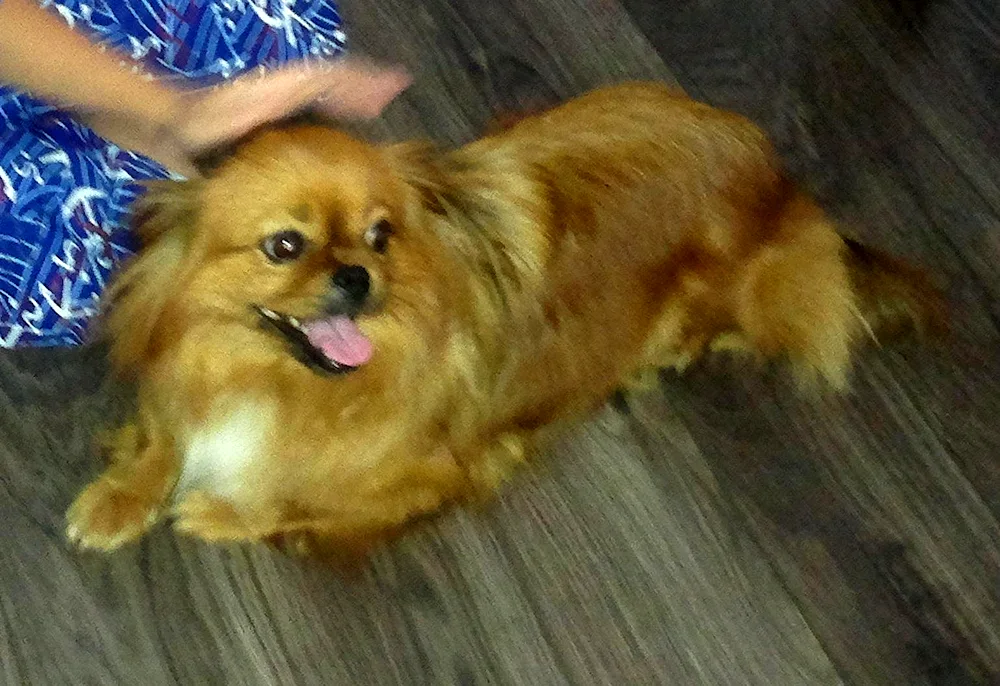 Pekingese Pomeranian