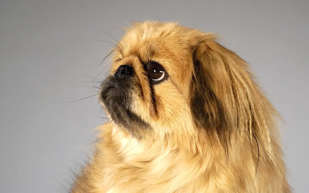 Pekingese dog