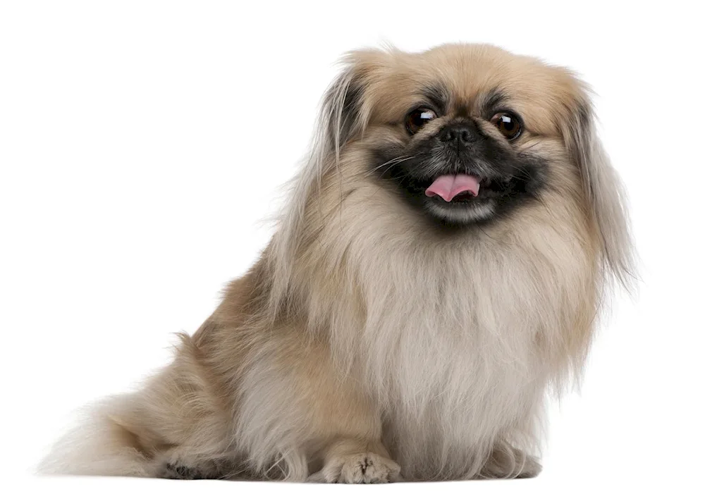 Pekingese dog breeds