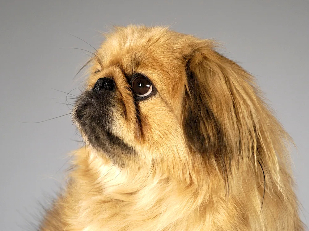 Pekingese dog breeds