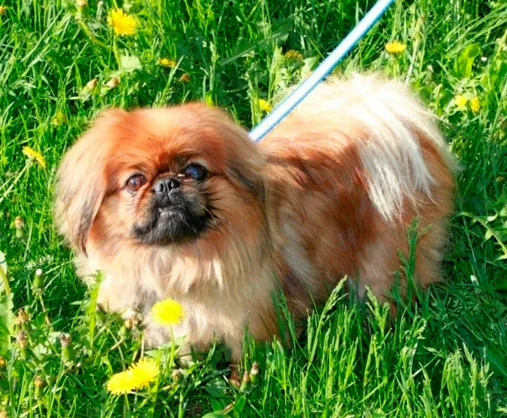 Pekingese. spaniel and Pekingese