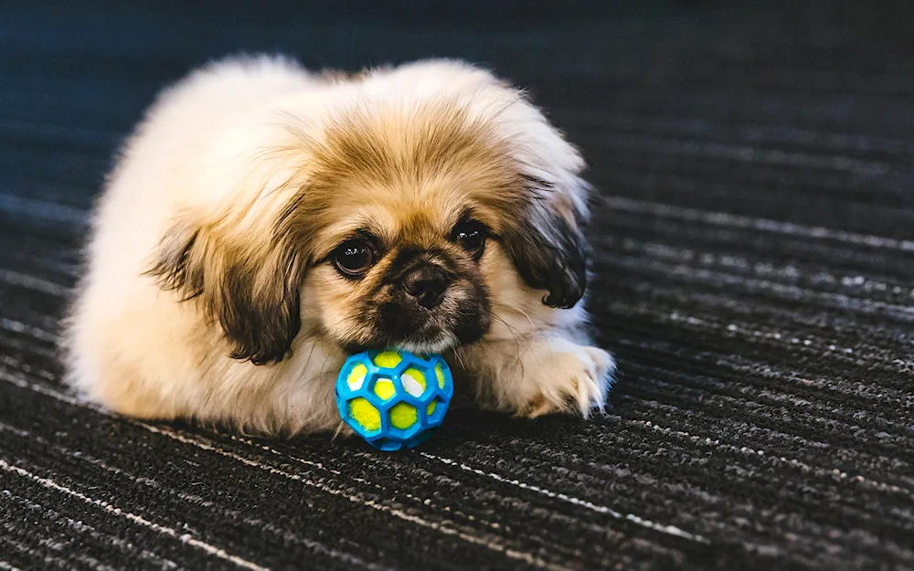 Pekingese white