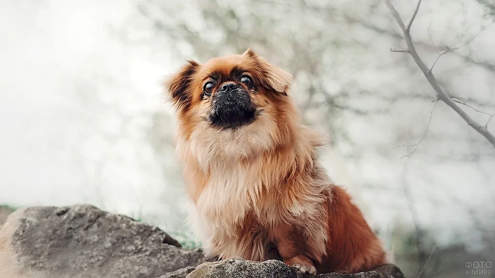 Pekingese red