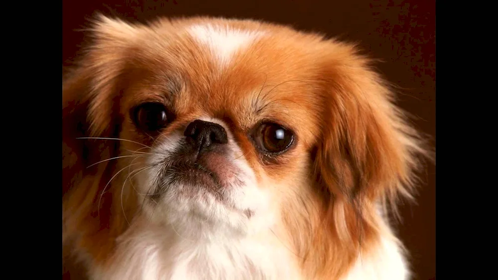 Pekingese red