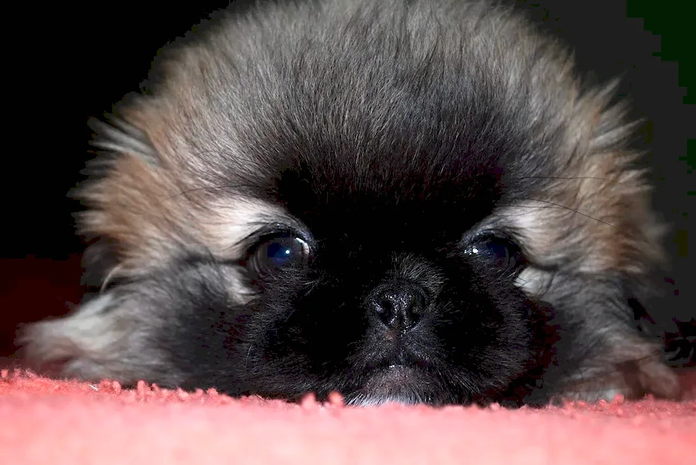 Pekingese puppy