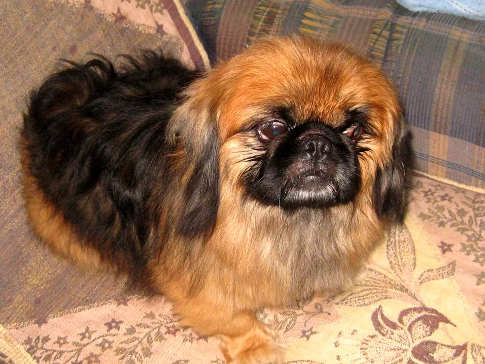 Pekingese Typhoon