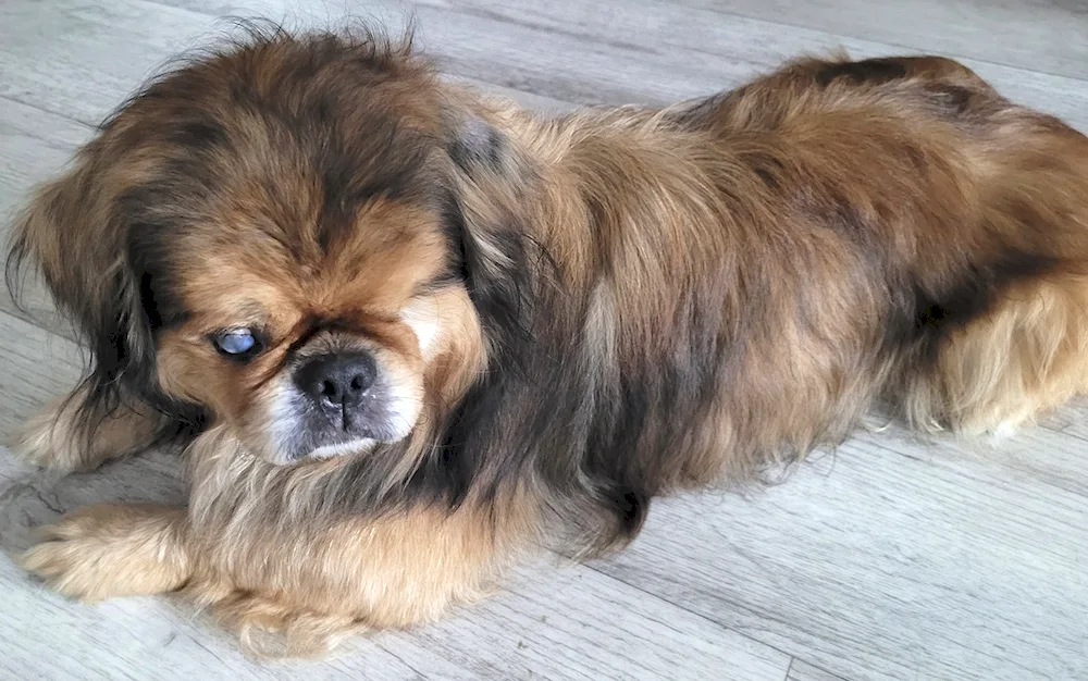 Pekingese photo variety