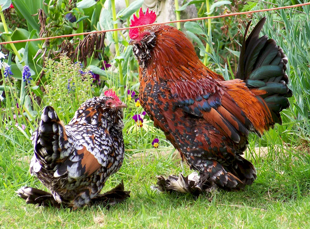 Phoenix chicken breed