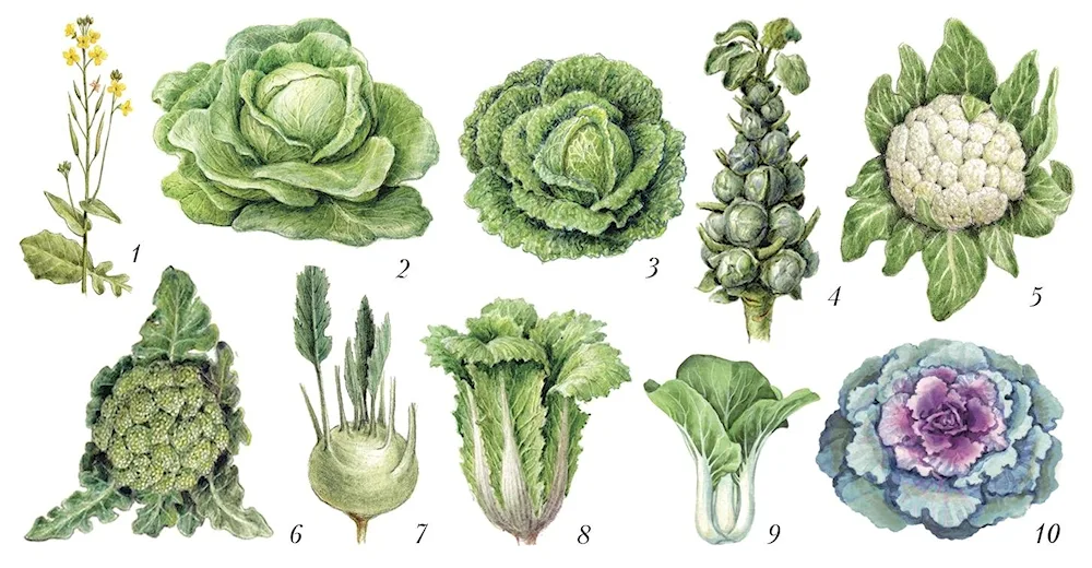 Felicity cabbage