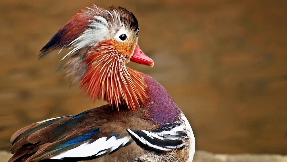 Red Chaffinch Cardinal