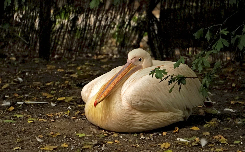 Pelican bird