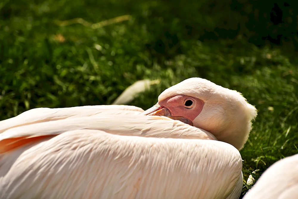 Pelican sleeps