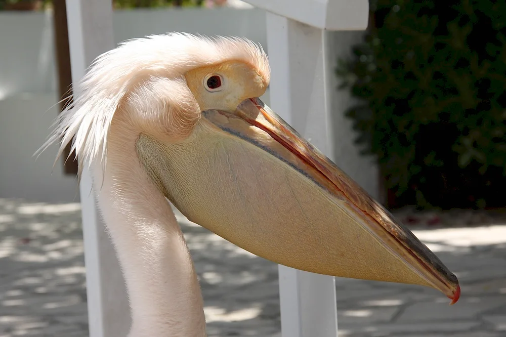 Pelican beak structure