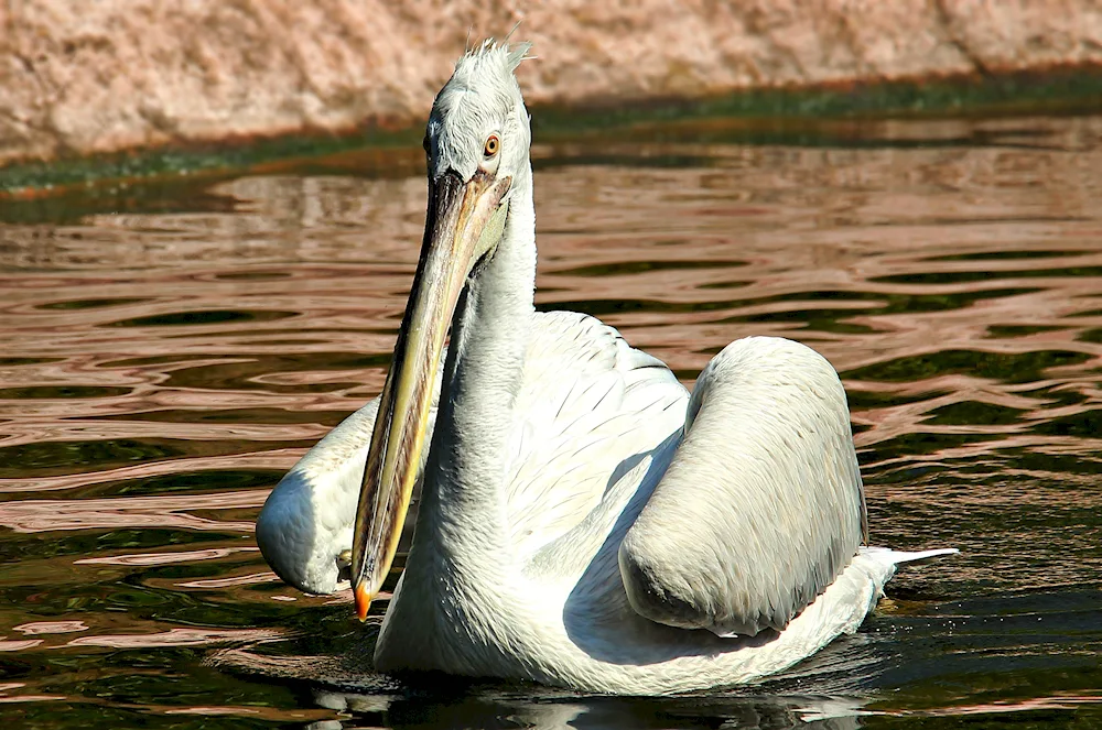 Pelican waterfowl