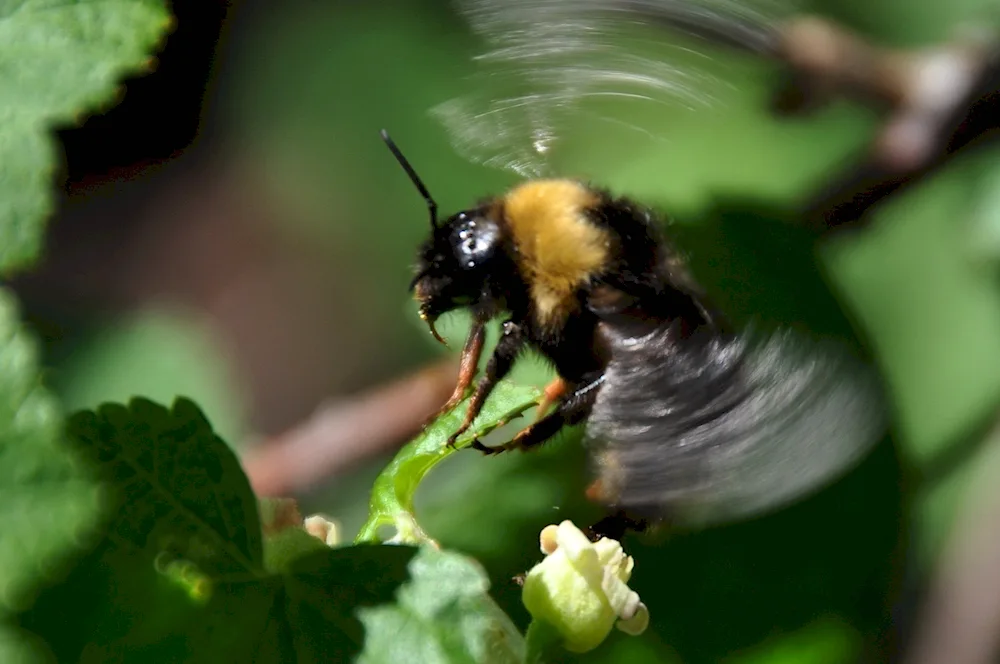 Pennsylvania Bumblebee