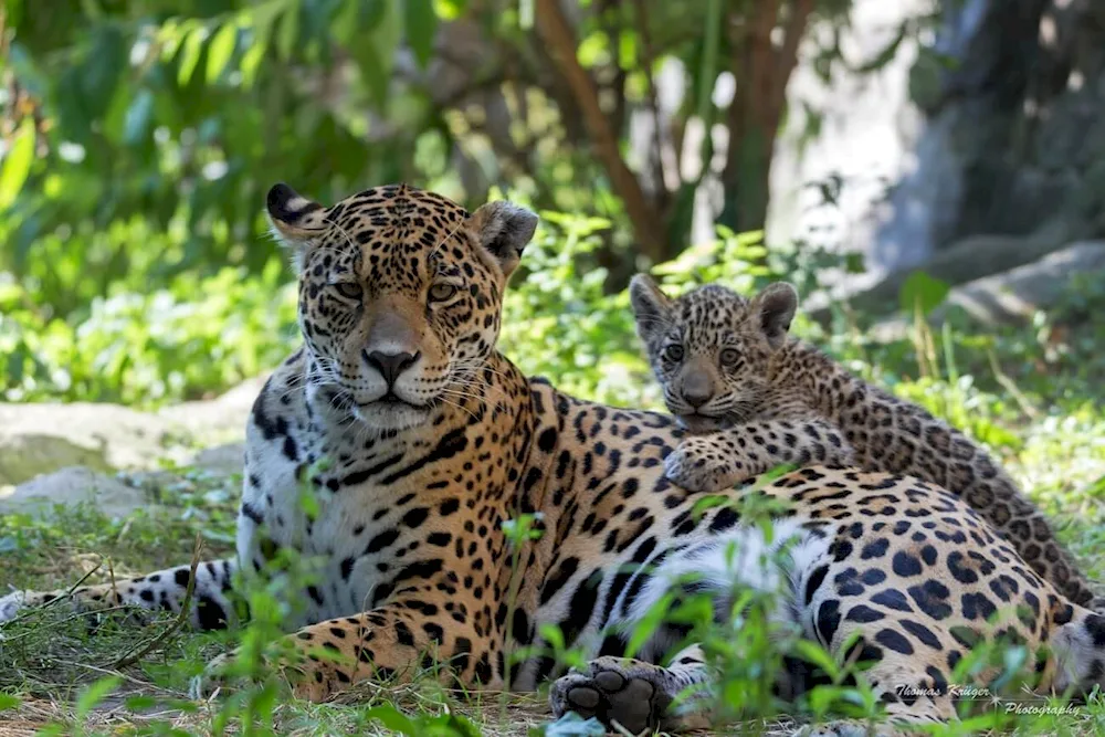 Predynesian leopard