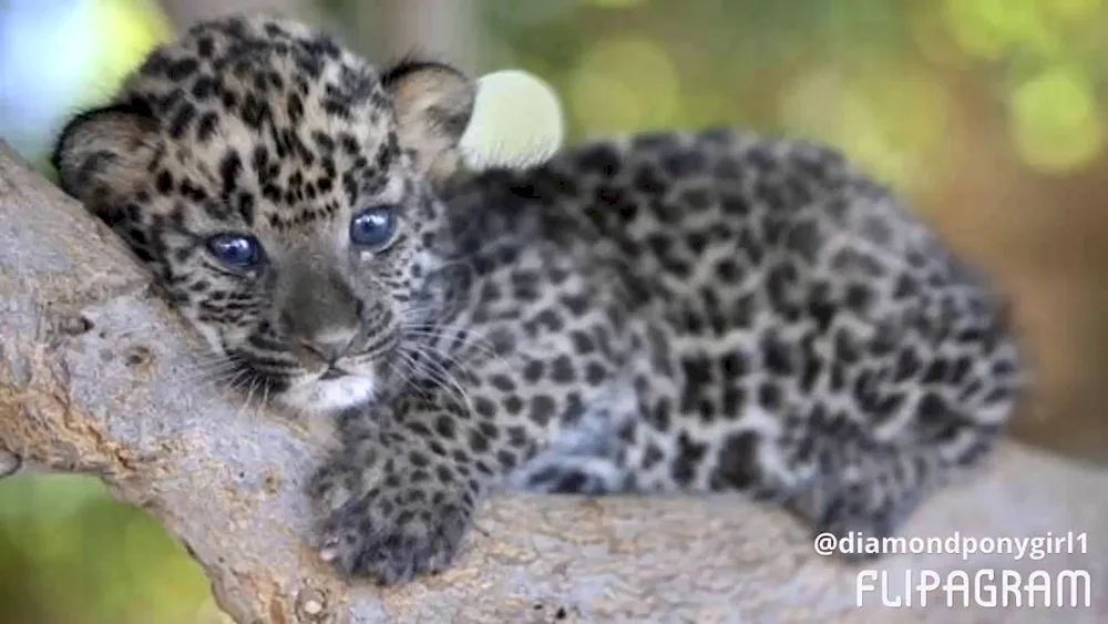 Predynesian Leopard Cubs