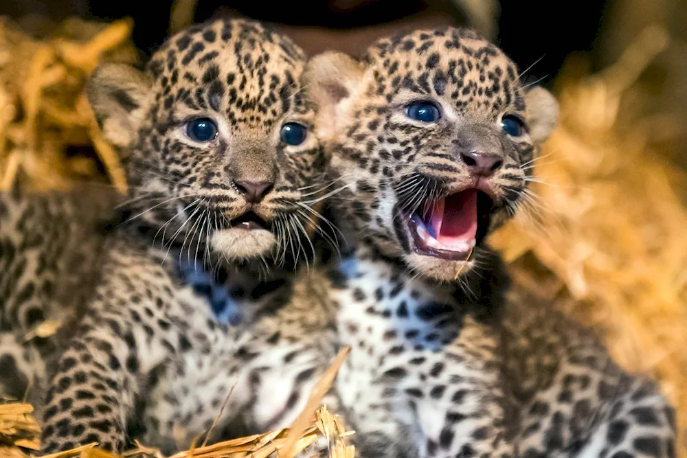 Predynesian leopard cub