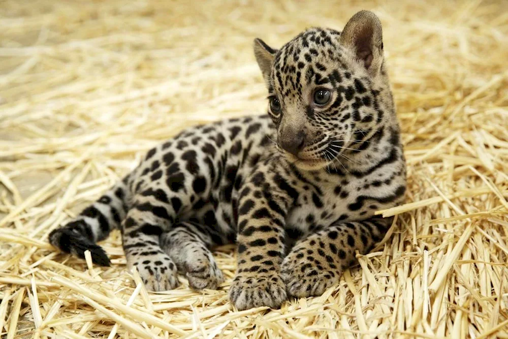 Predynesian leopard cub