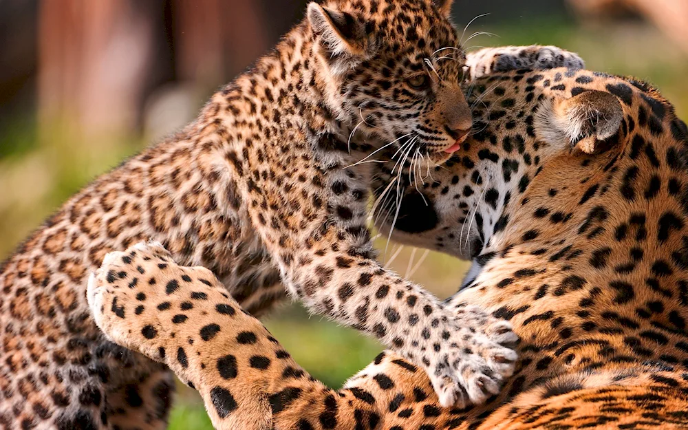 Predynesian leopard cub