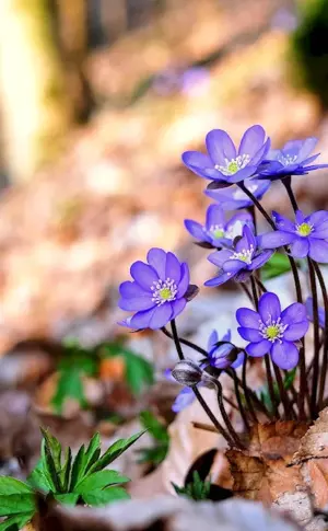 Pereleska liverwort