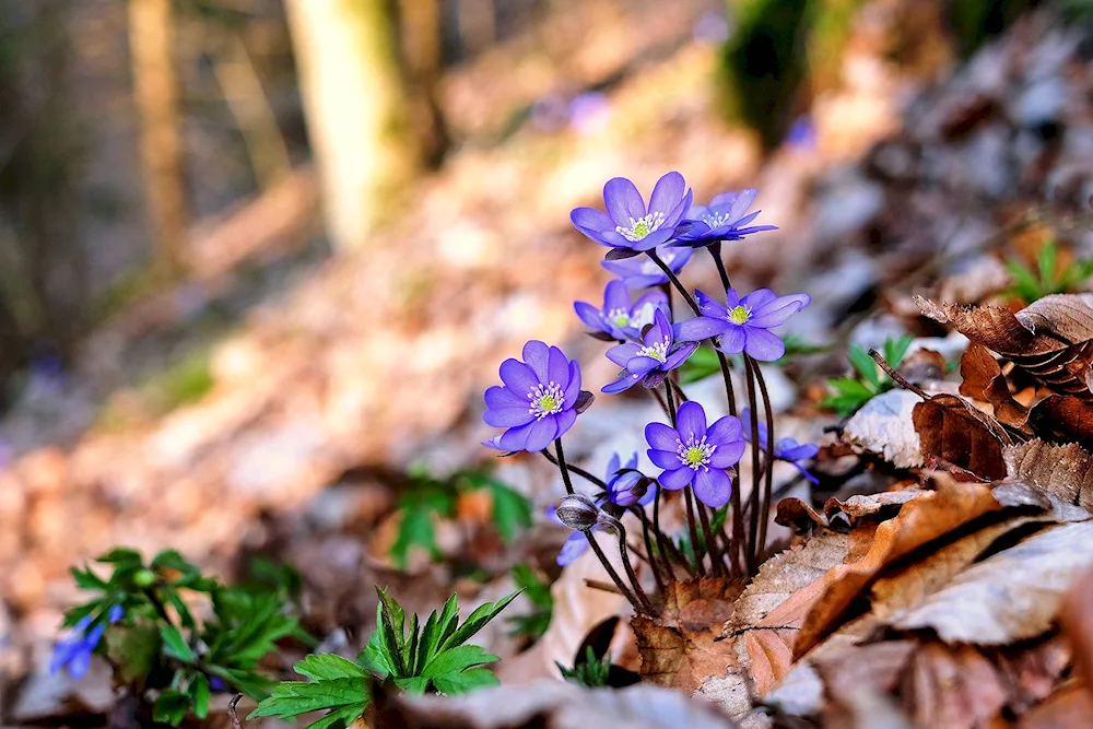 Pereleska liverwort