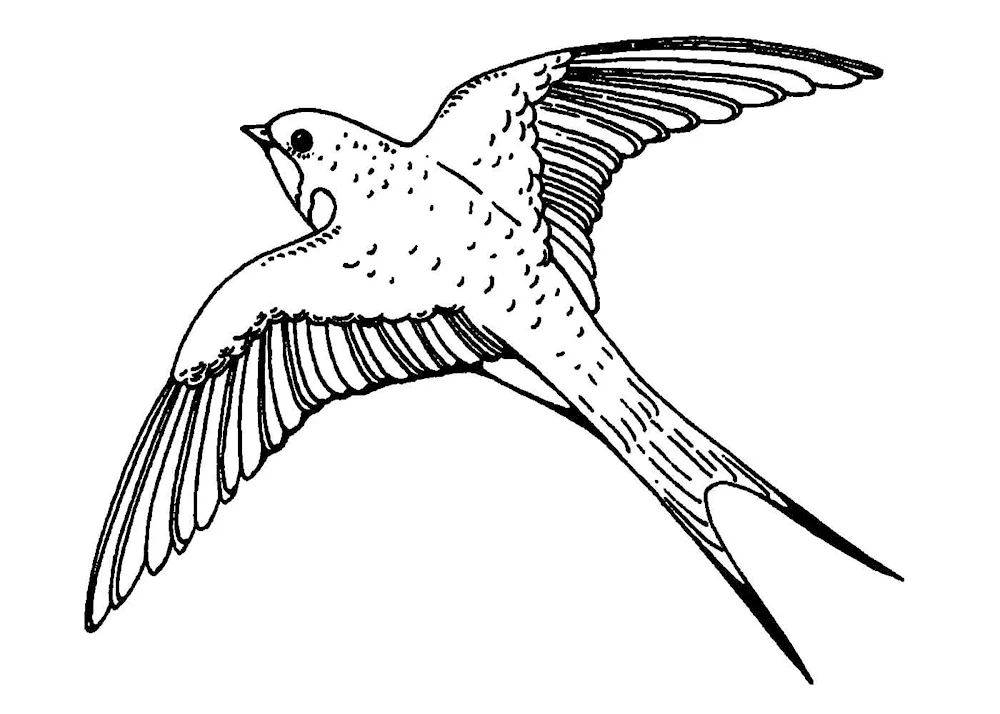 Swift Swift bird for kids