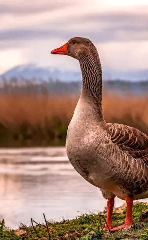 Migratory geese