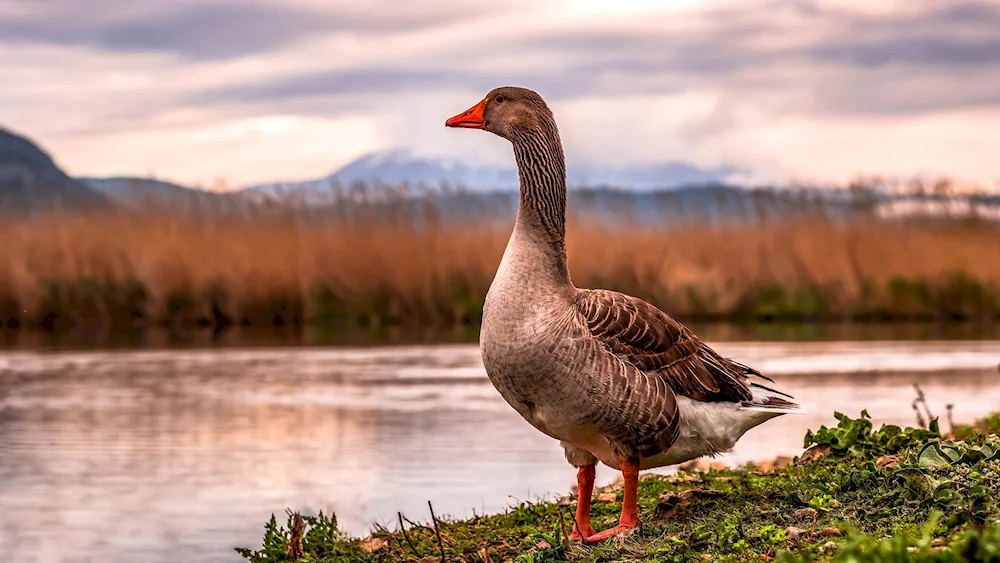 Migratory geese