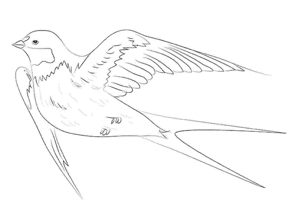 Bird drawing