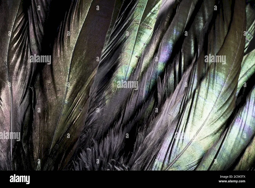 Interlacing feathers