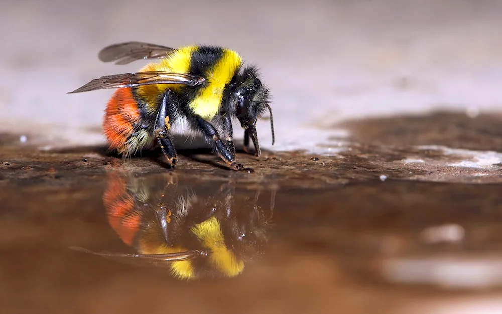 Stone Bumblebee Bombus lapidarius