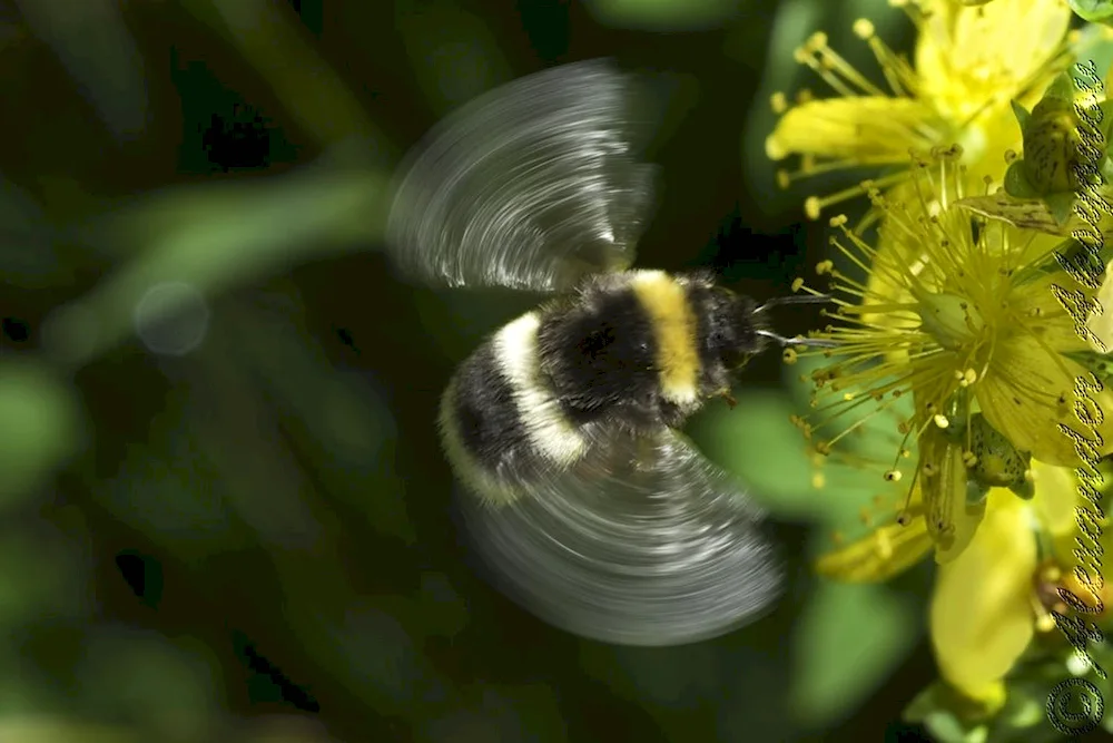 Bumblebee insect