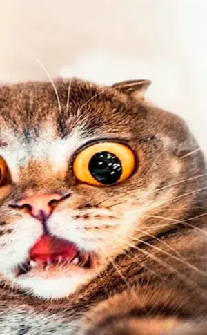 Frightened cat
