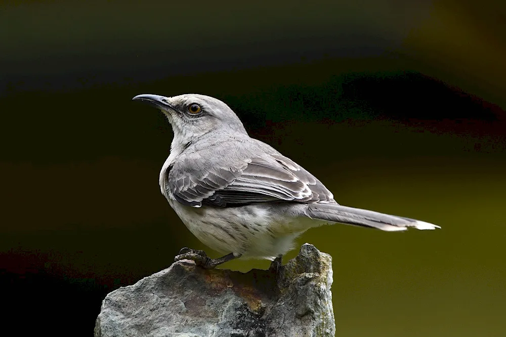 Crested mockingbird