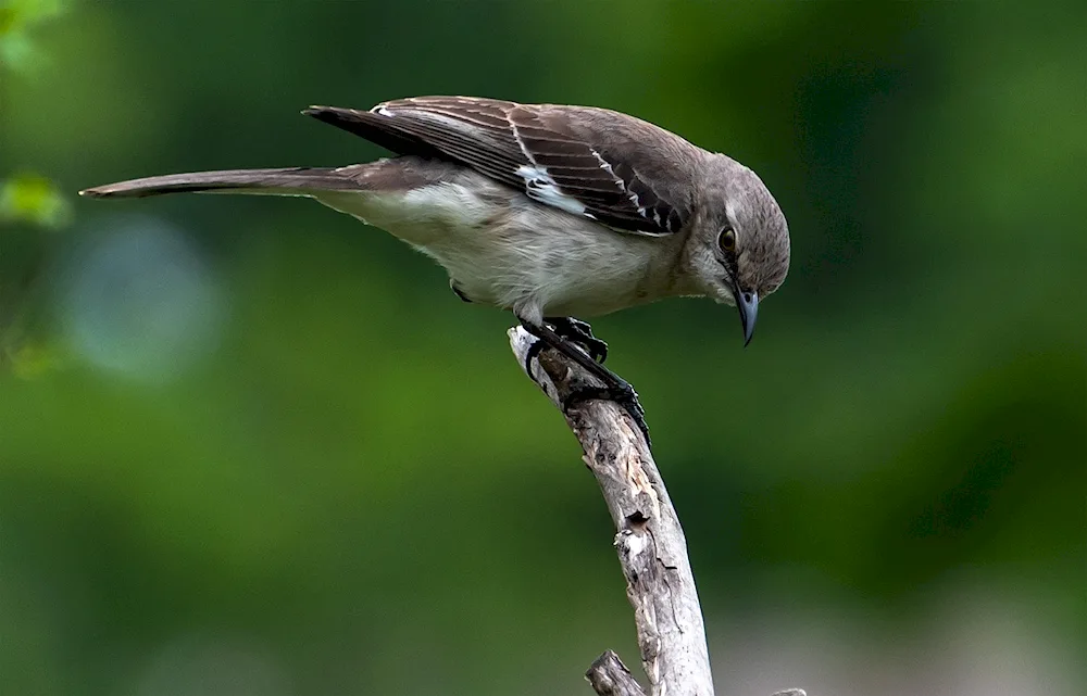 Bird mockingbird