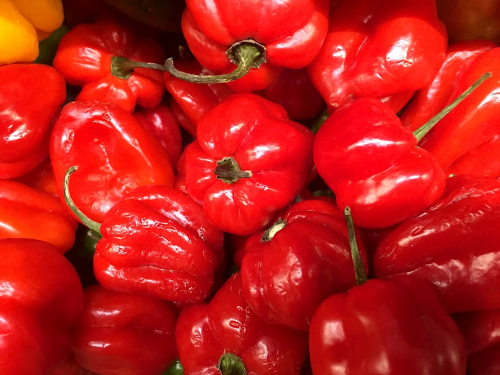 Tomatoes