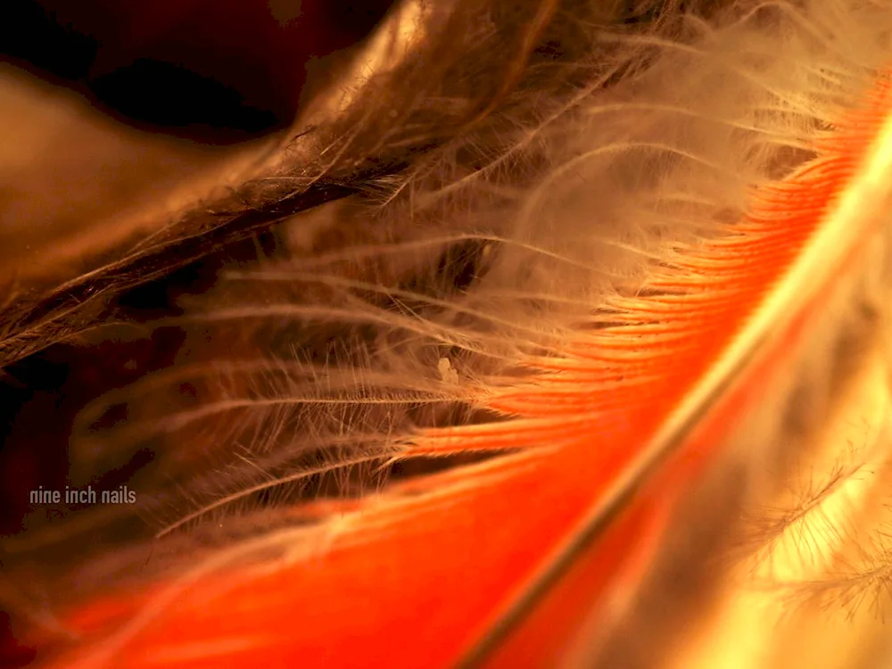 Orange feathers