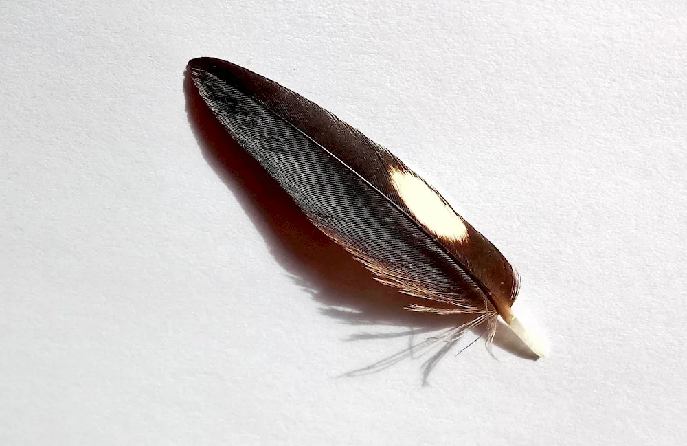 Bird feathers