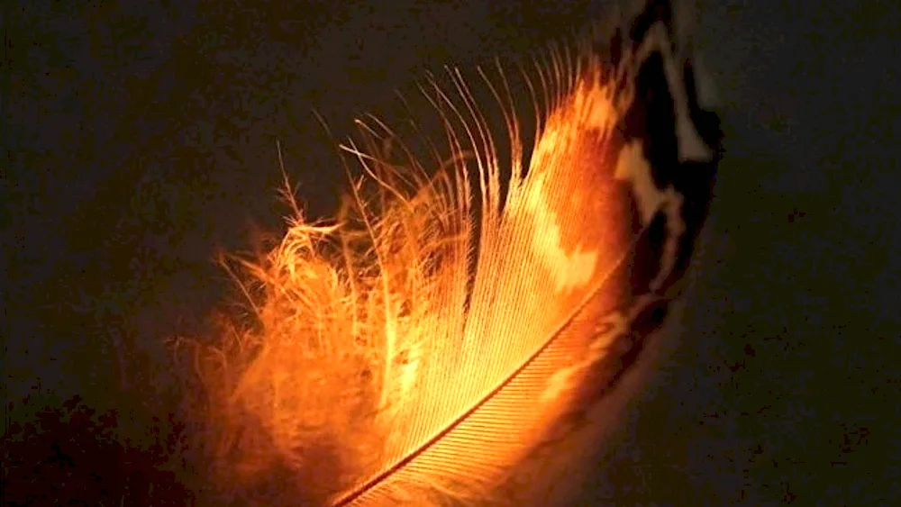 Bird feathers