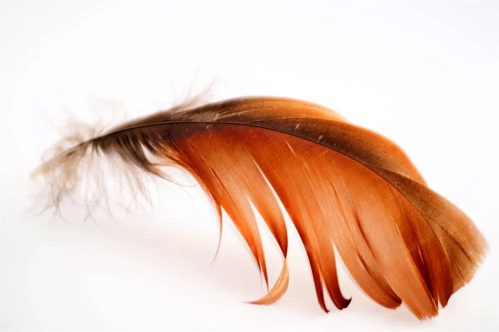 Bird feathers. birds