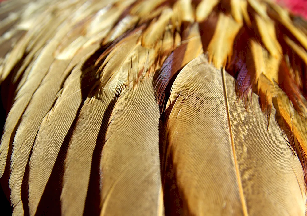Bird wing