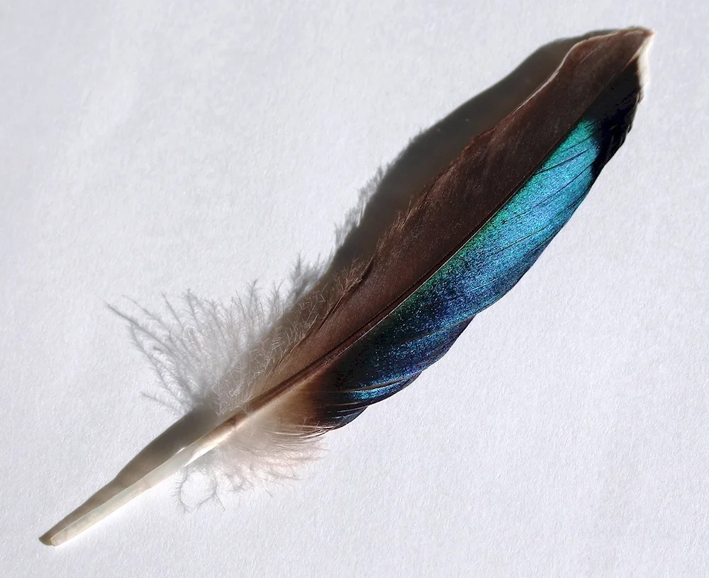 Bird feathers