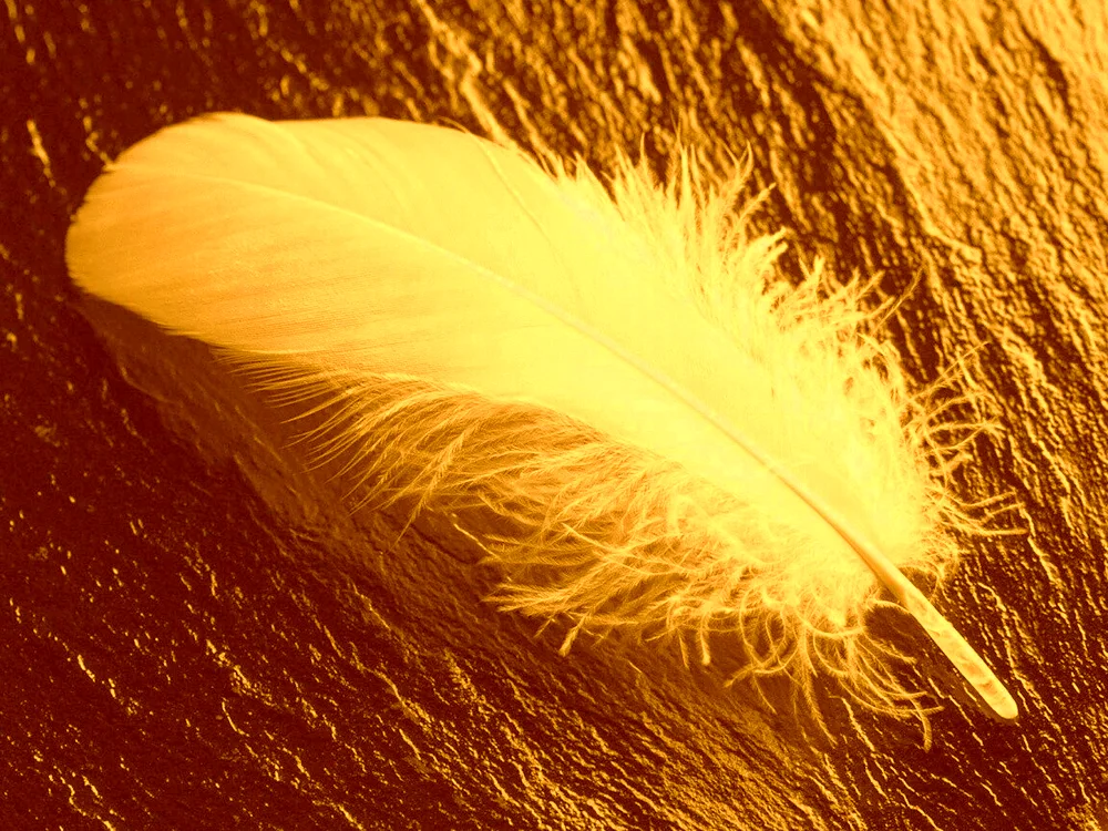 Bird feathers