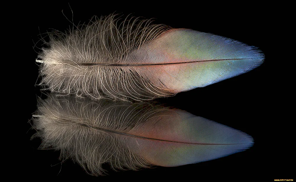 Bird feathers