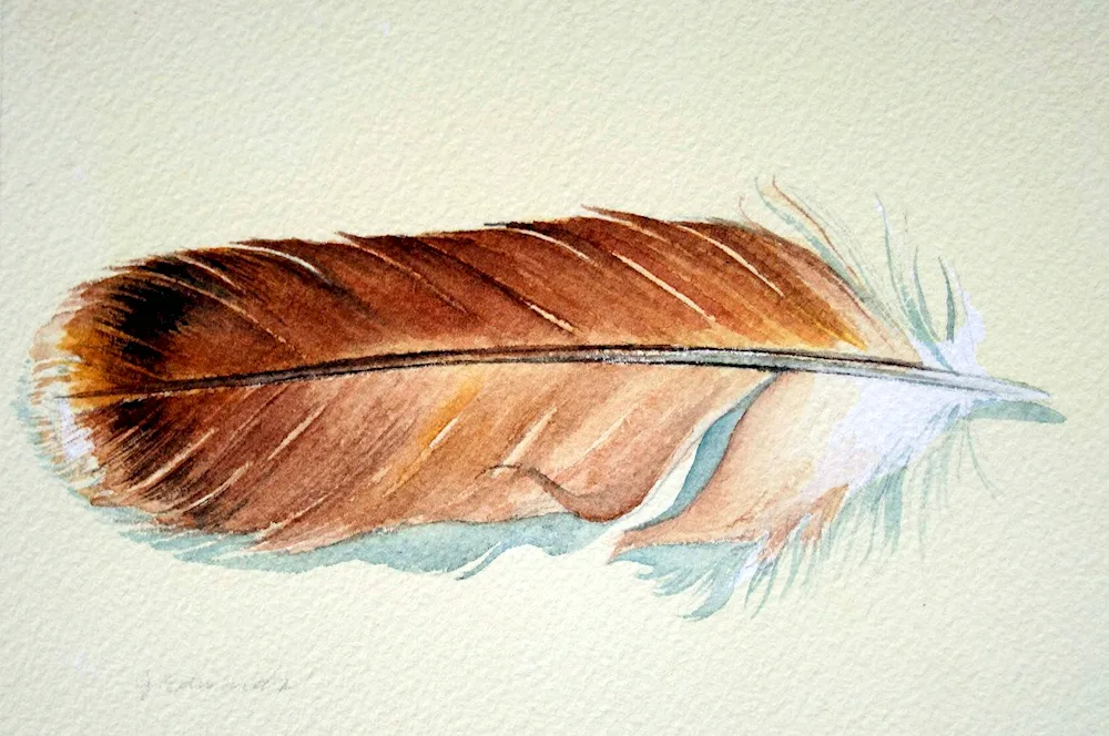 Bird feathers