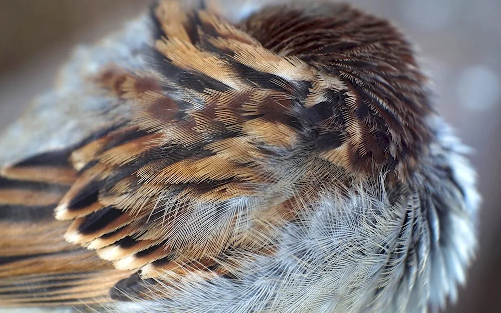 Bird feathers