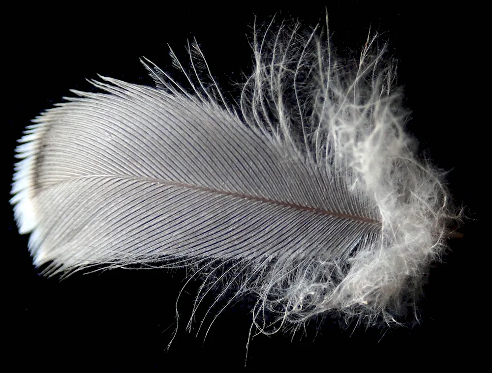 Bird feathers