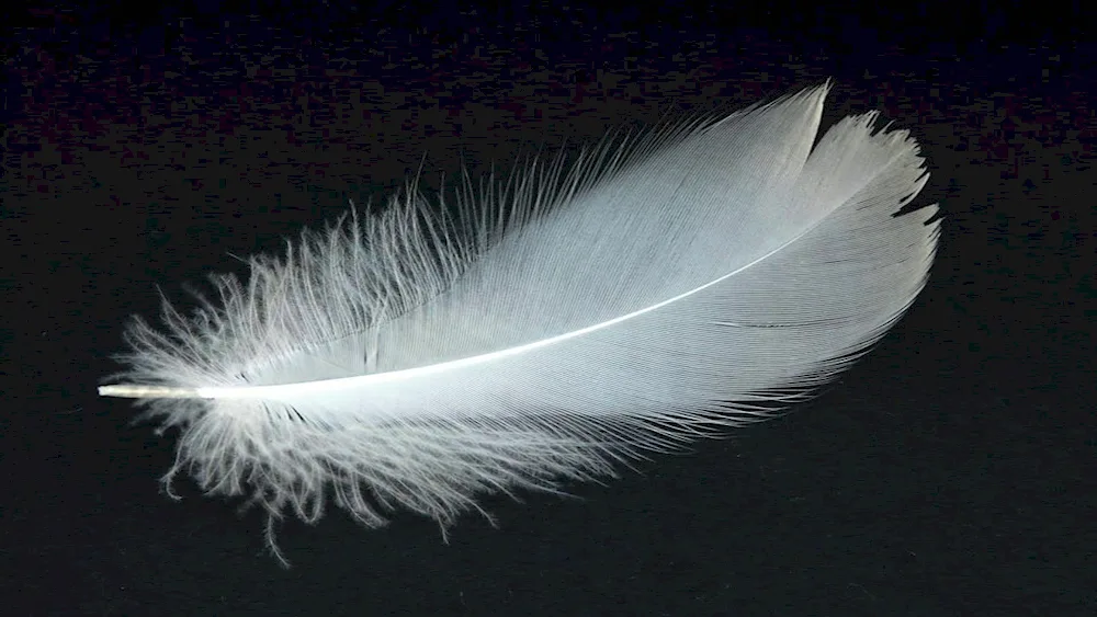 Beautiful pen